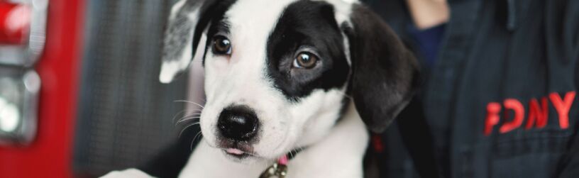 The Complete Guide to Traveling with Pets: Safe Adventures with Your Furry Companions - Ultimate Guide To Animal Care image